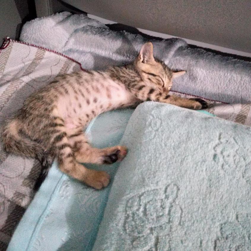 猫儿