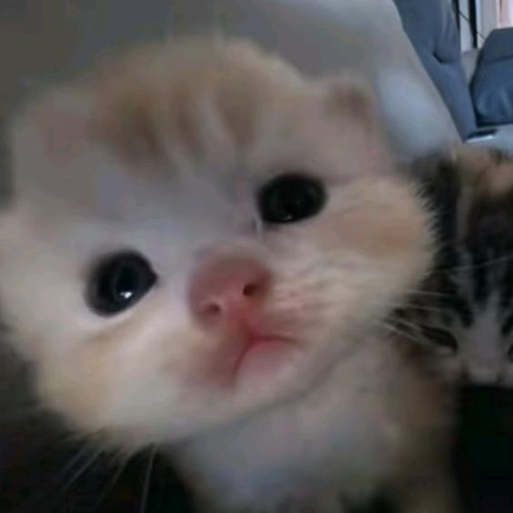 狡猾的初中生66