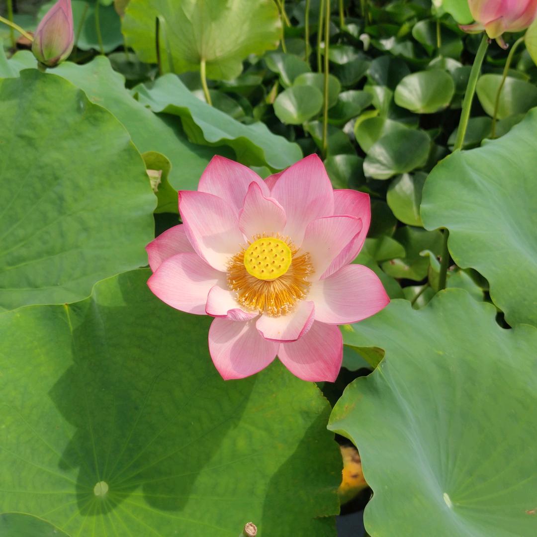 我本善良1