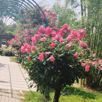 锋忙不露