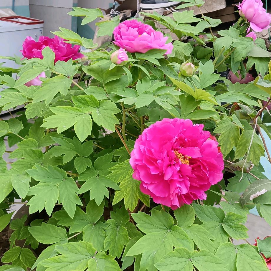 牡丹花开