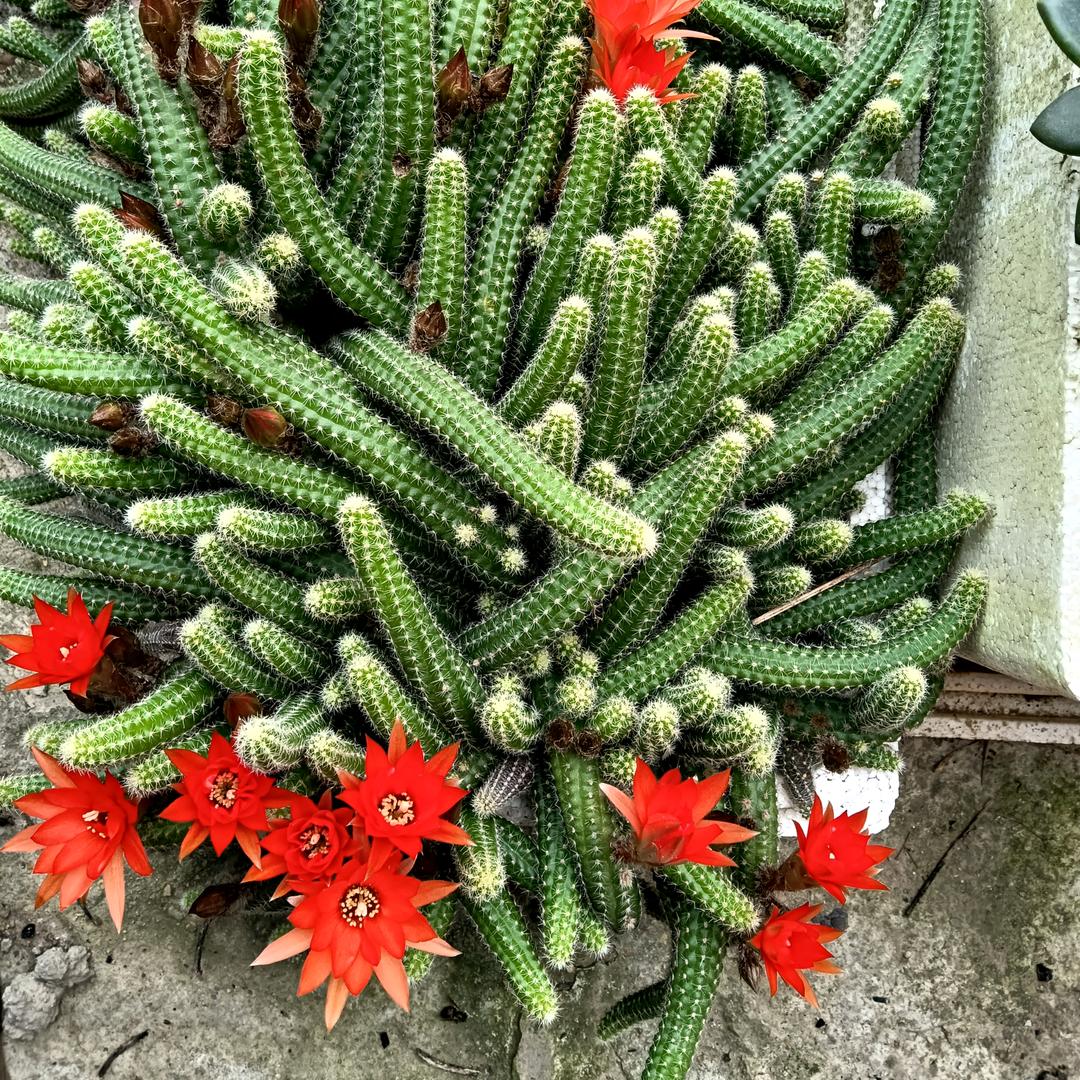 🌵🌹