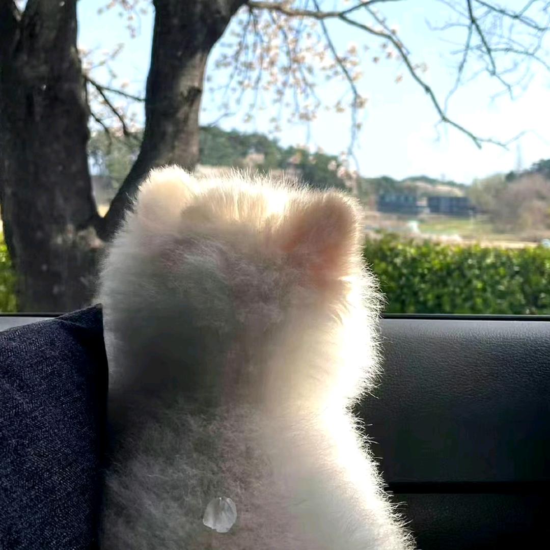 懒猫先生