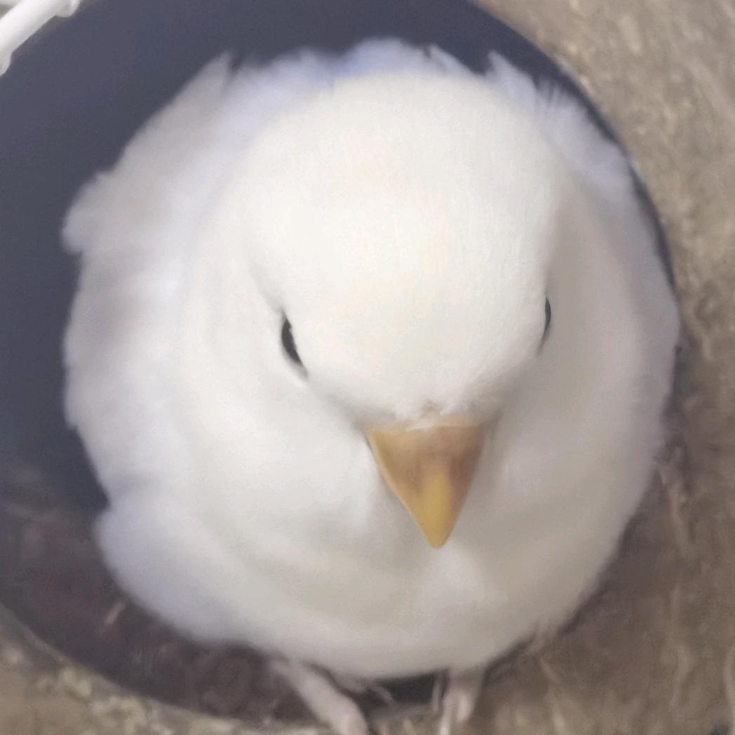 芋泥啵啵奶茶🧋