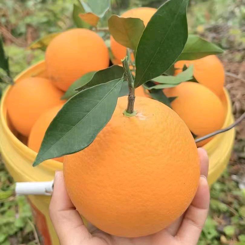 小梅鲜橙