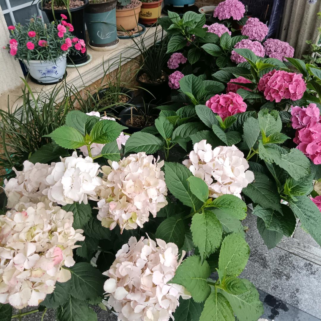 粉红色的回忆