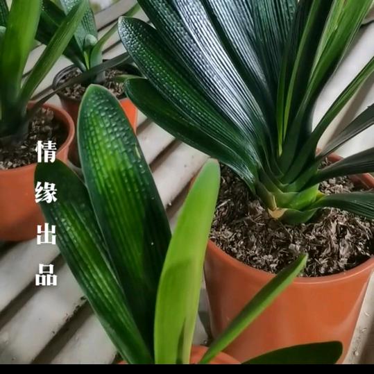 长春君子兰情缘出品