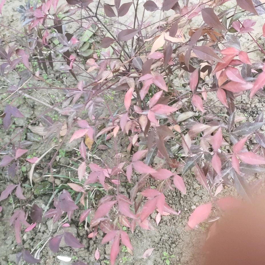 成熟大叔