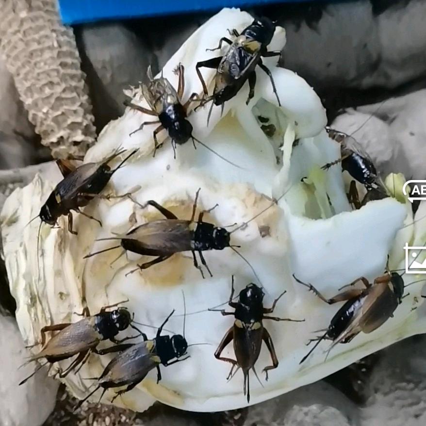 香姐蟋蟀养殖总部