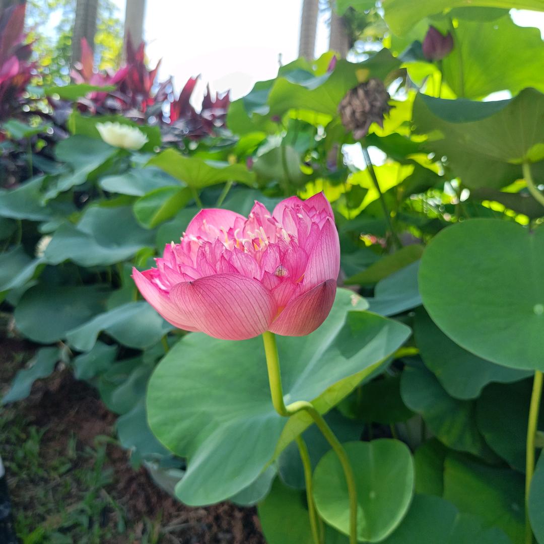 湘西小哥