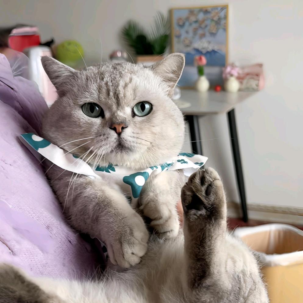 大头是只银渐层