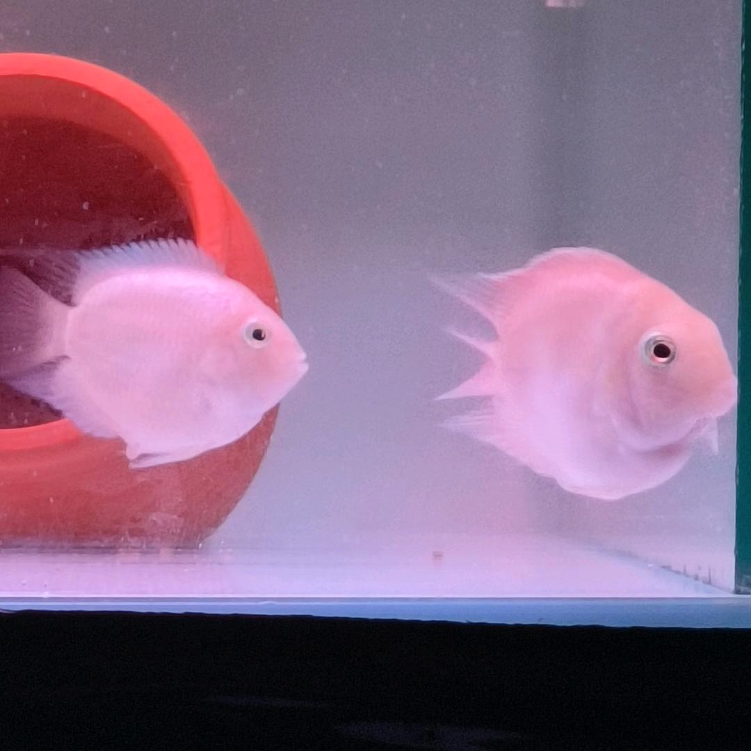 民旭精品观赏鱼