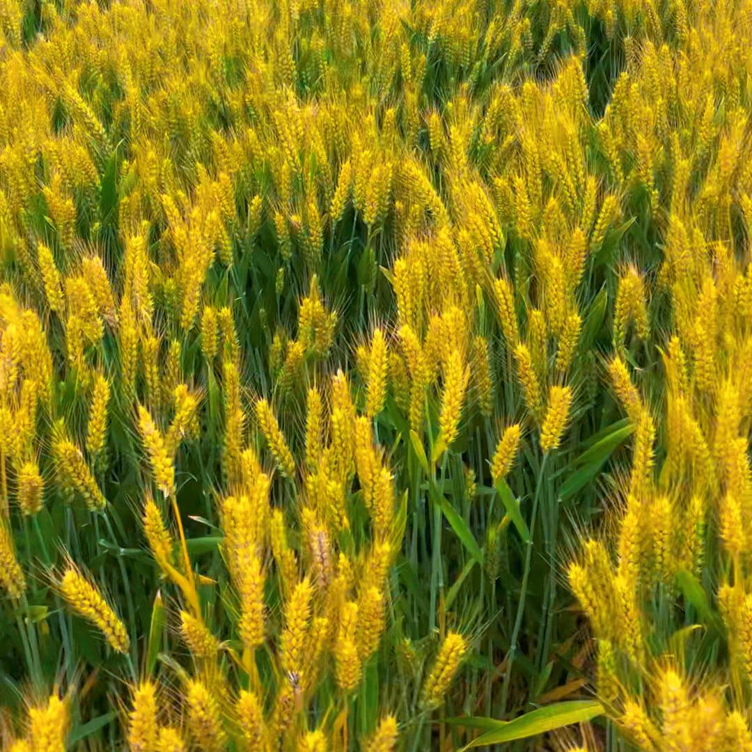 八方来财（橱窗有好物）