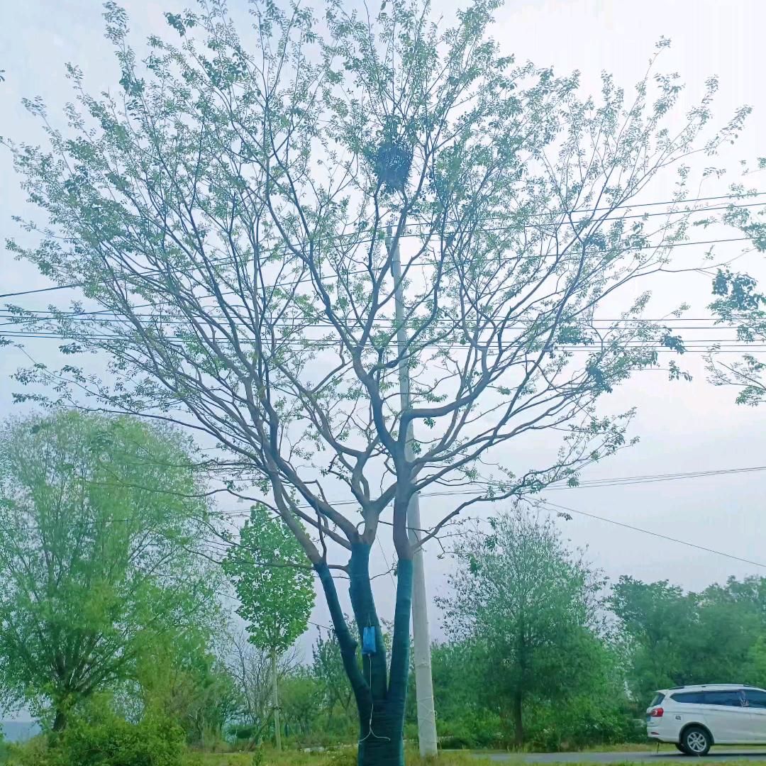 来安县兴旺苗圃场