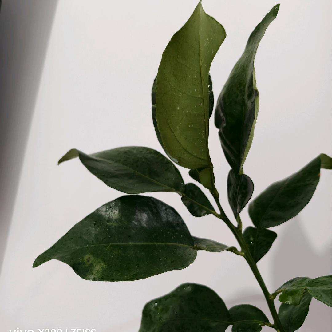浅笑不语🍀