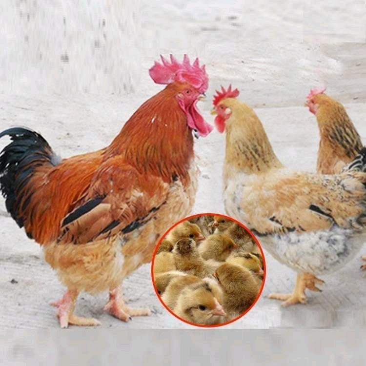专业养殖脱温鸡