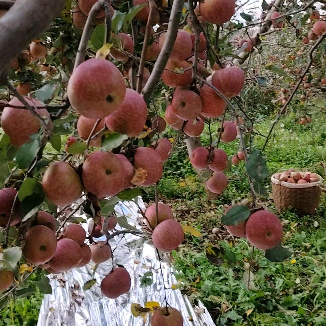 🍎苹果🍏💞在等您💕🍏🍎
