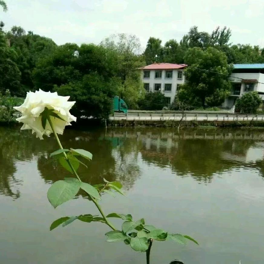 郑在看