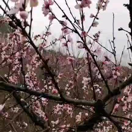 羽彩共赢