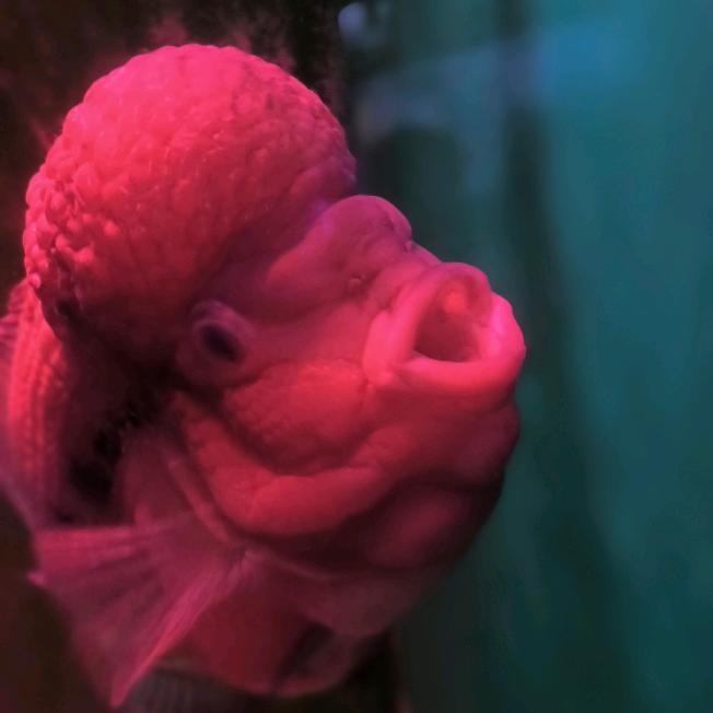 厚德载物1215686503365