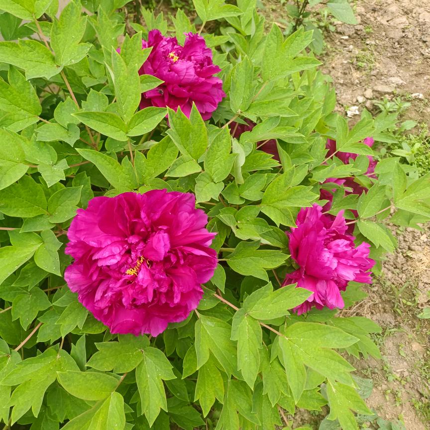 玫瑰花