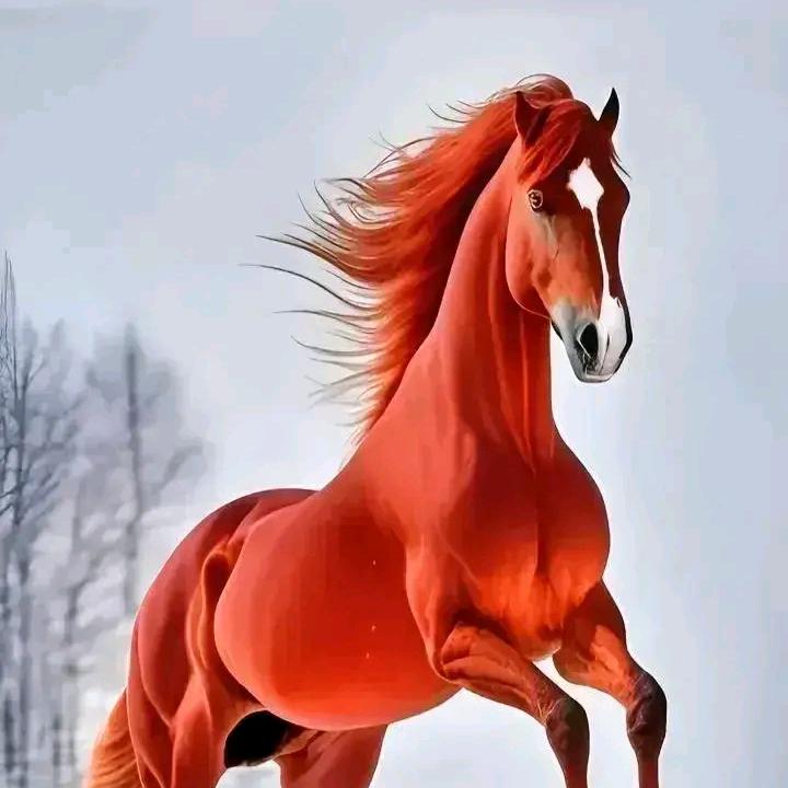 鸿运当头