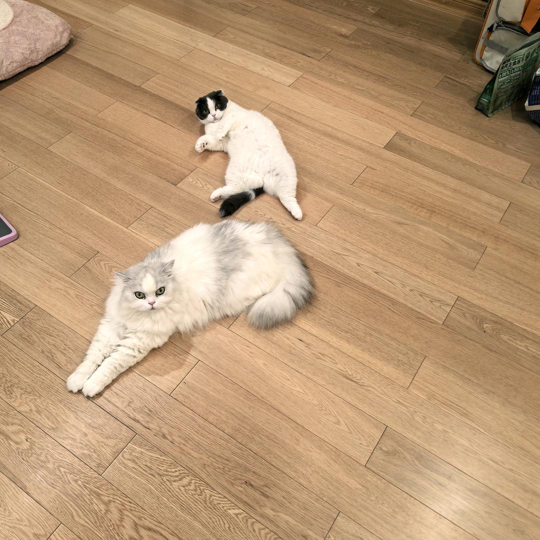 🌈顾德猫宁勒您