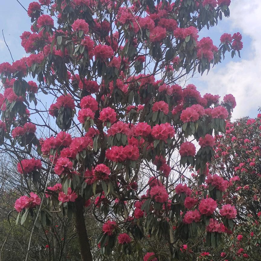 不可代替