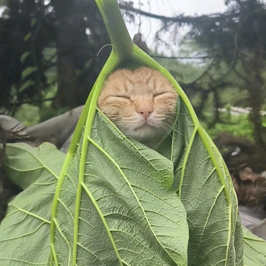 chanong（★ StatTrak™）