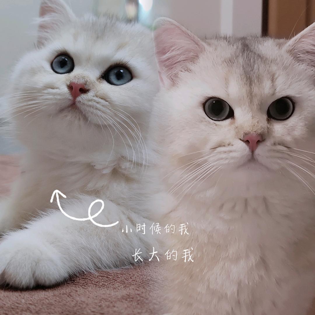 二猫定理