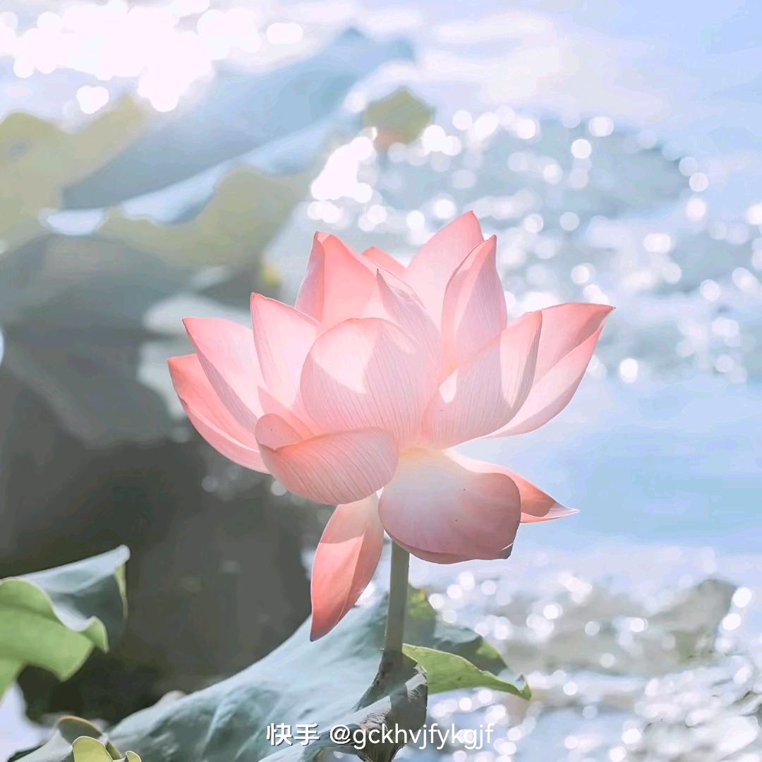 董大姐