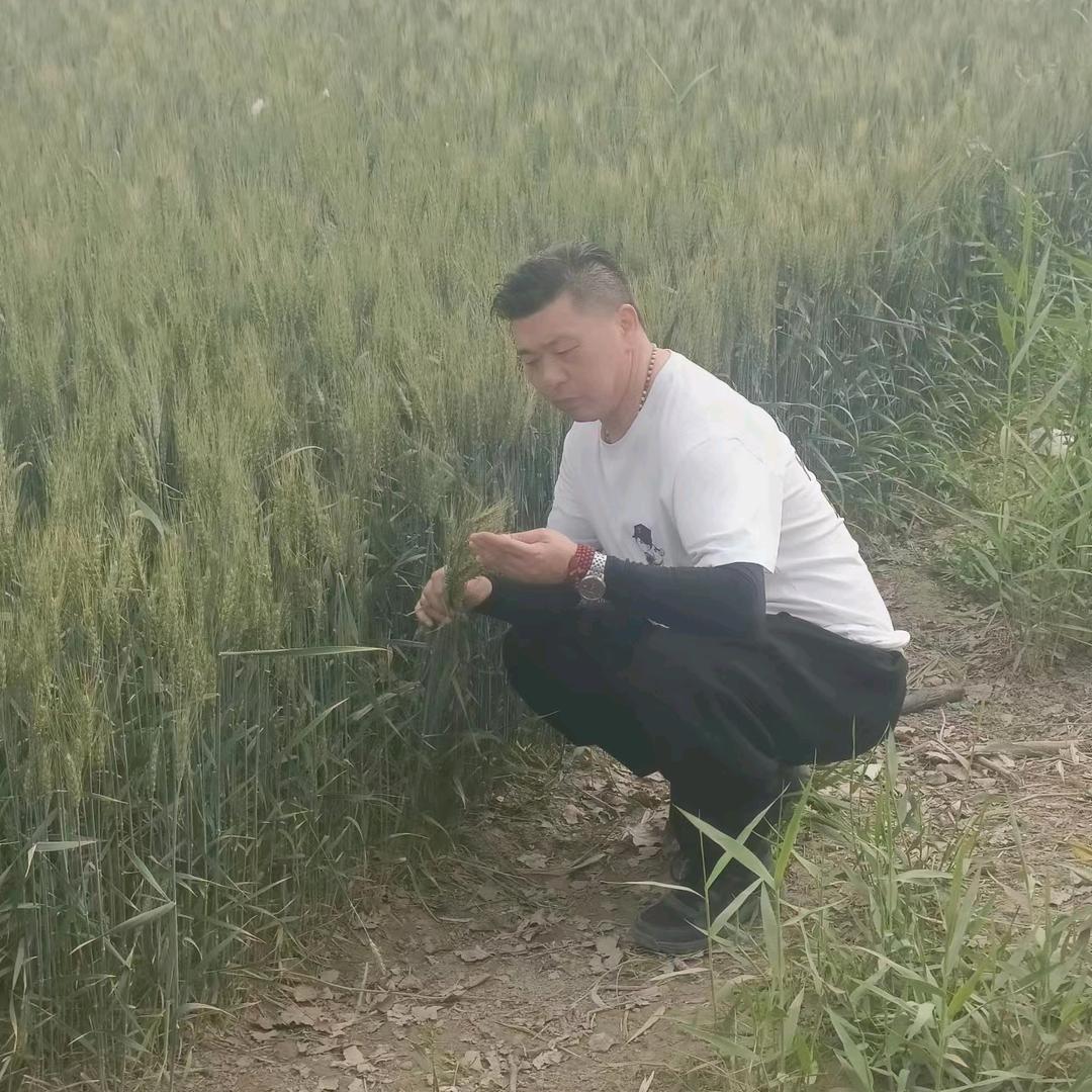 霍元甲的迷踪拳