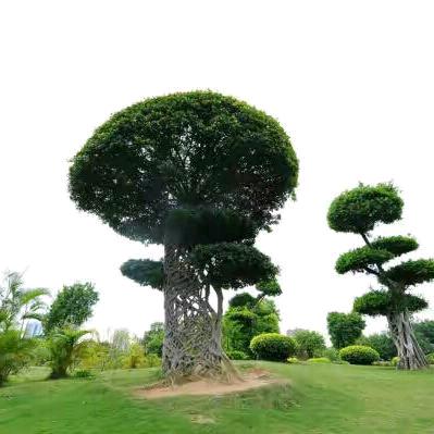 安文
