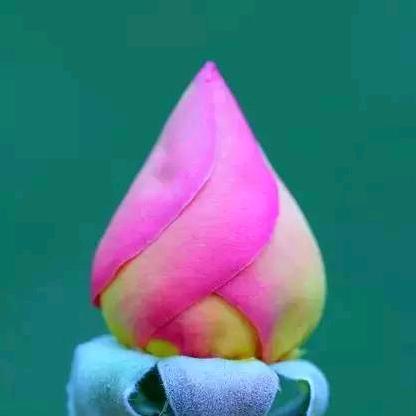 小苹果