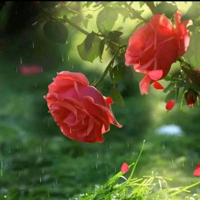 将心比心🍓🌹程