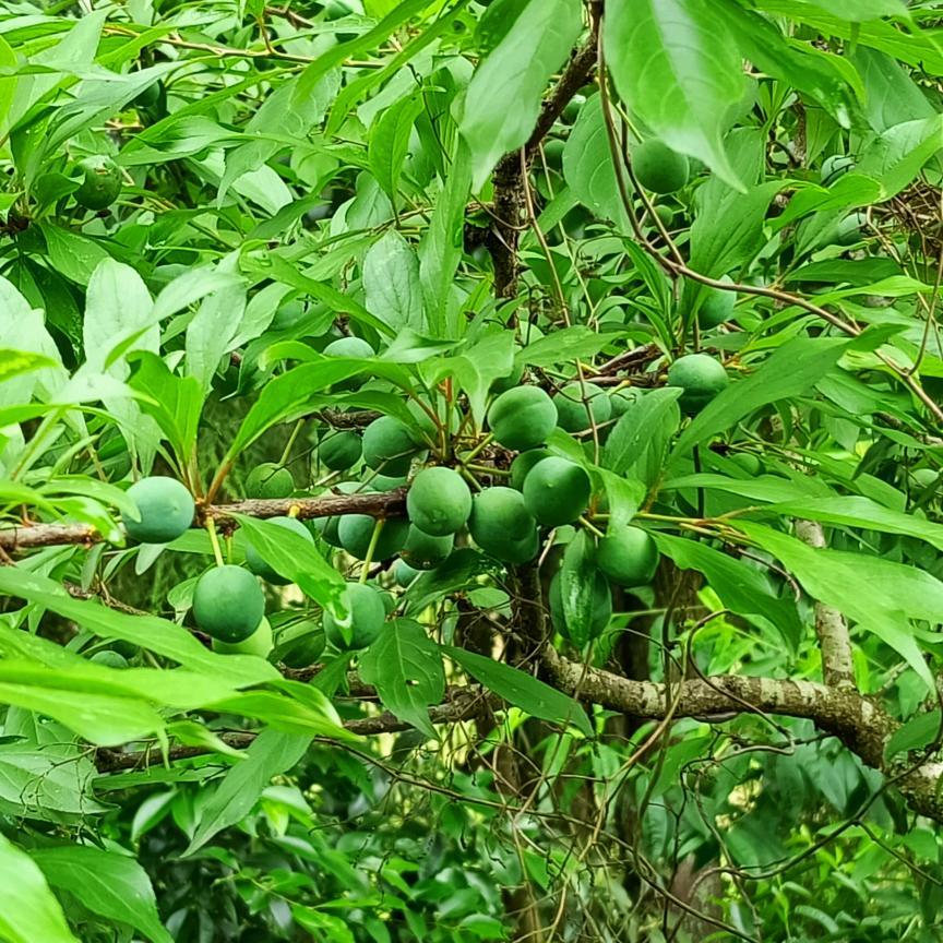入乡随俗