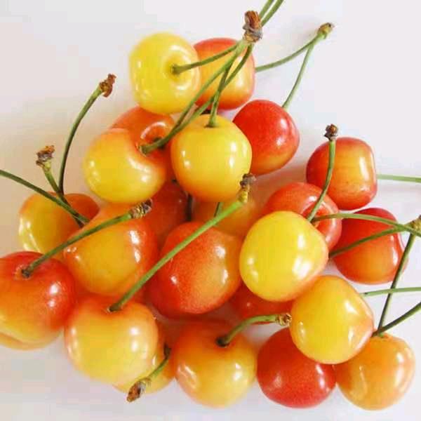 🍒田园牧歌🌻