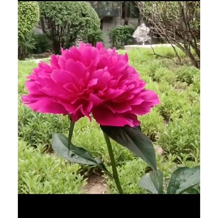 心念