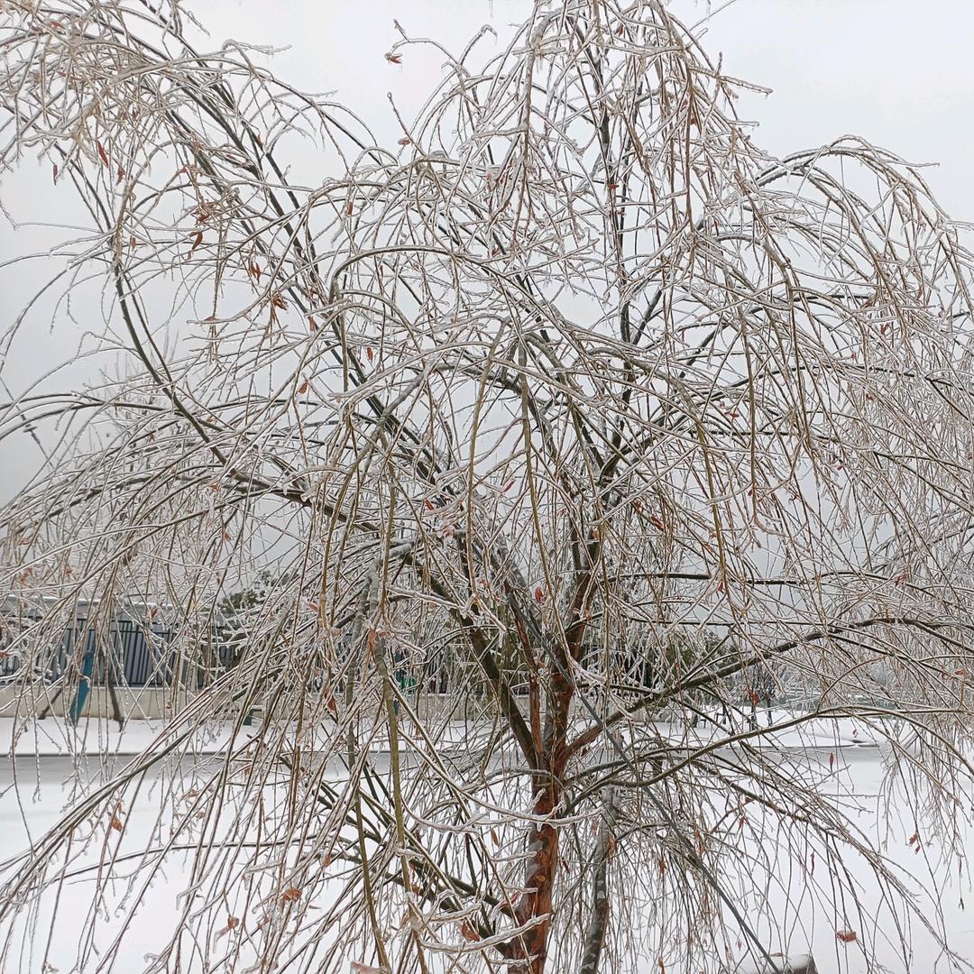 老王家的小老七
