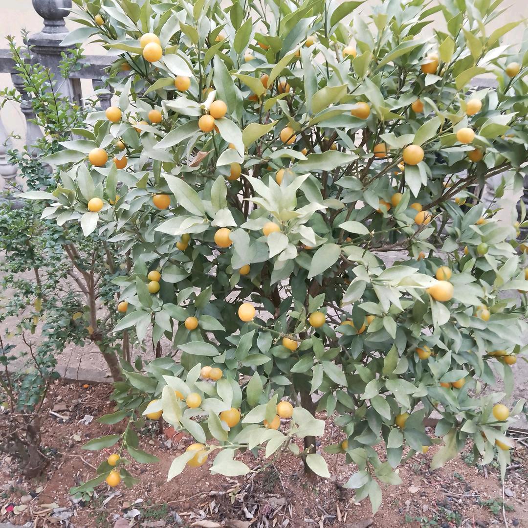 幸福美好