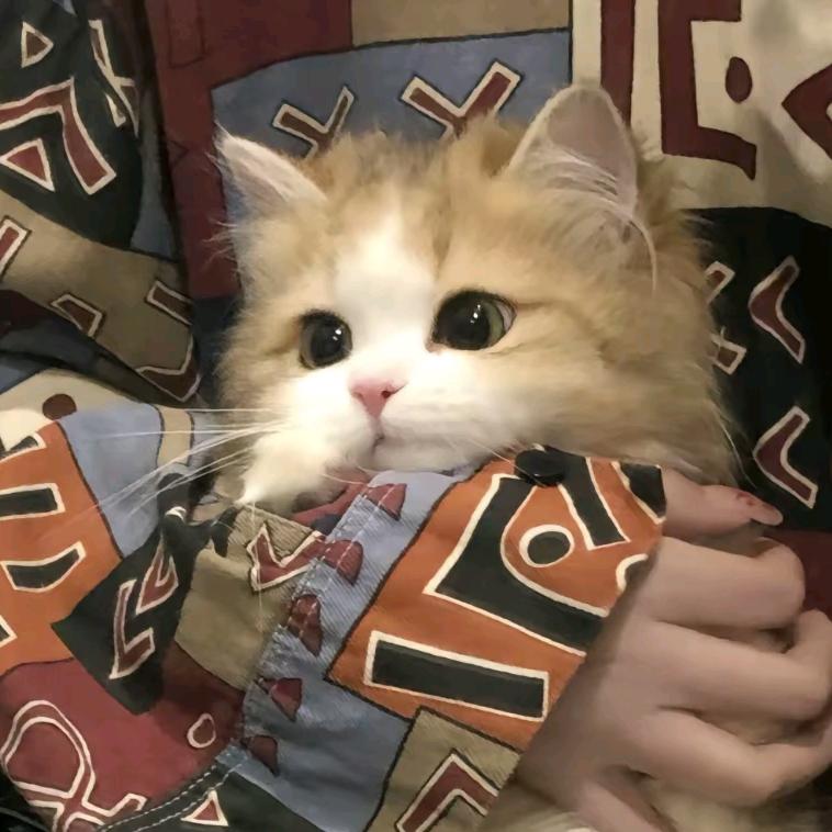 江知宴