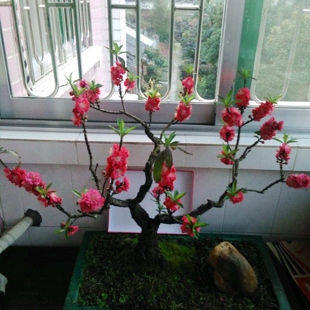 闲云飞鹤