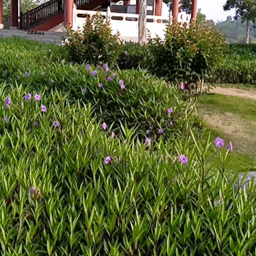 瑞卿