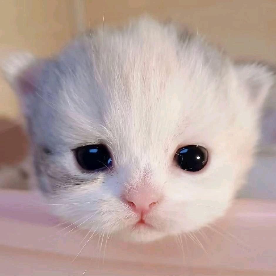 无情的仙人掌（接🥚）