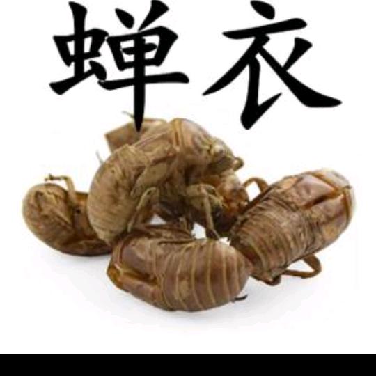 蝉蜕精选