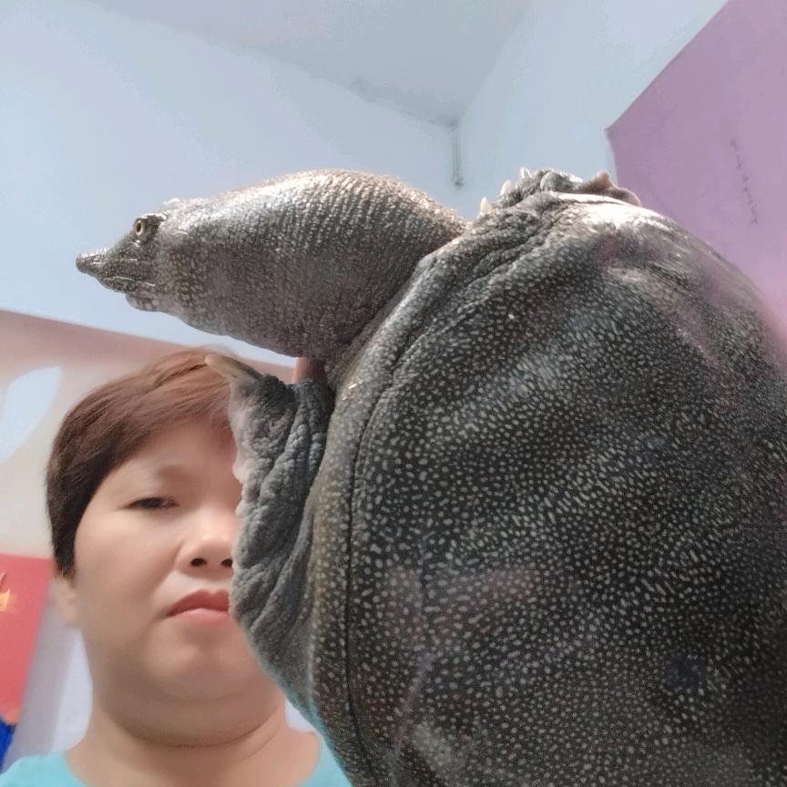 小姑卖甲鱼