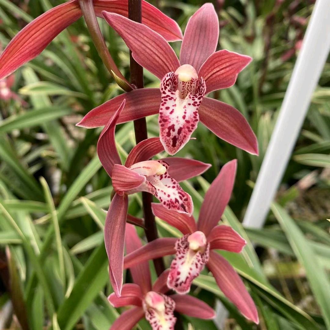 优品蘭花基地