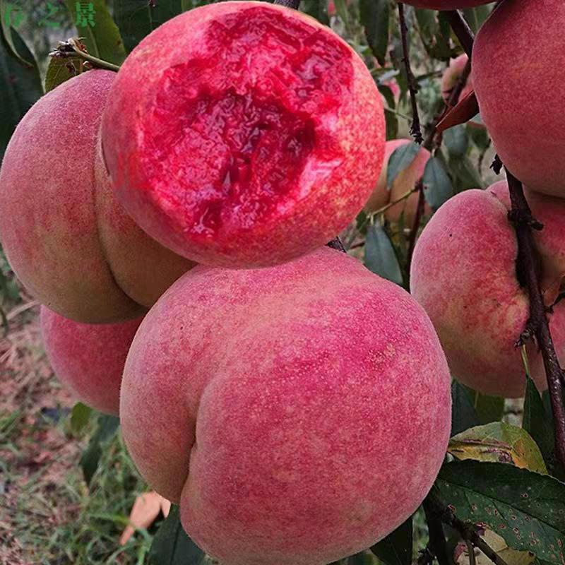 优诺果树苗木专营店