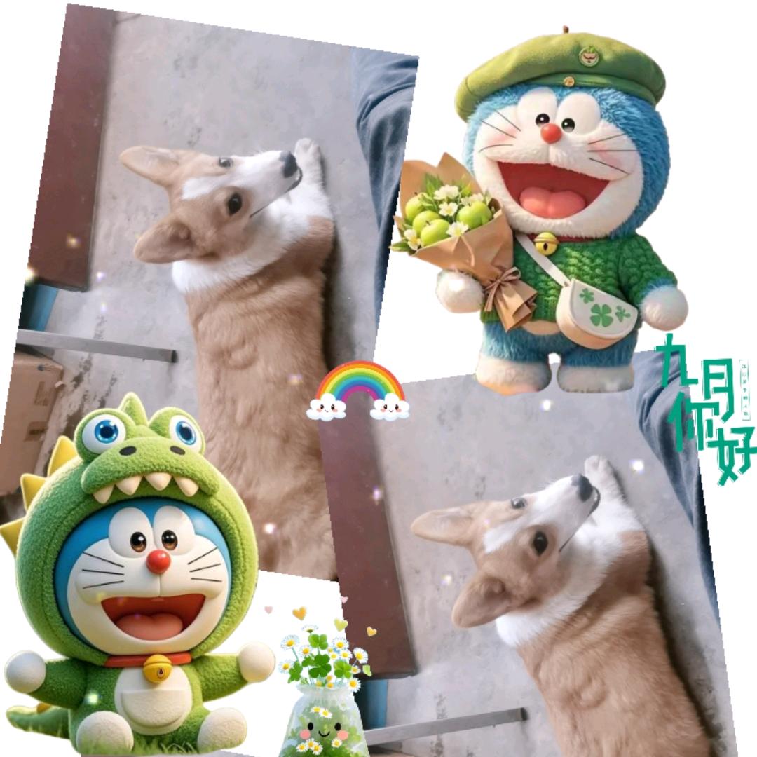 柯基宠物别名：柯基犬