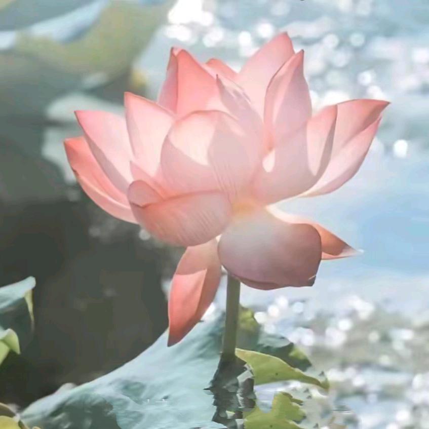 阳光明媚✨